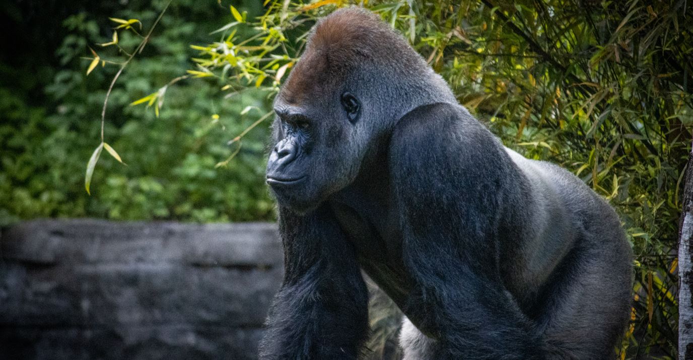 Circuit si Safari in Uganda - Pe urmele gorilelor