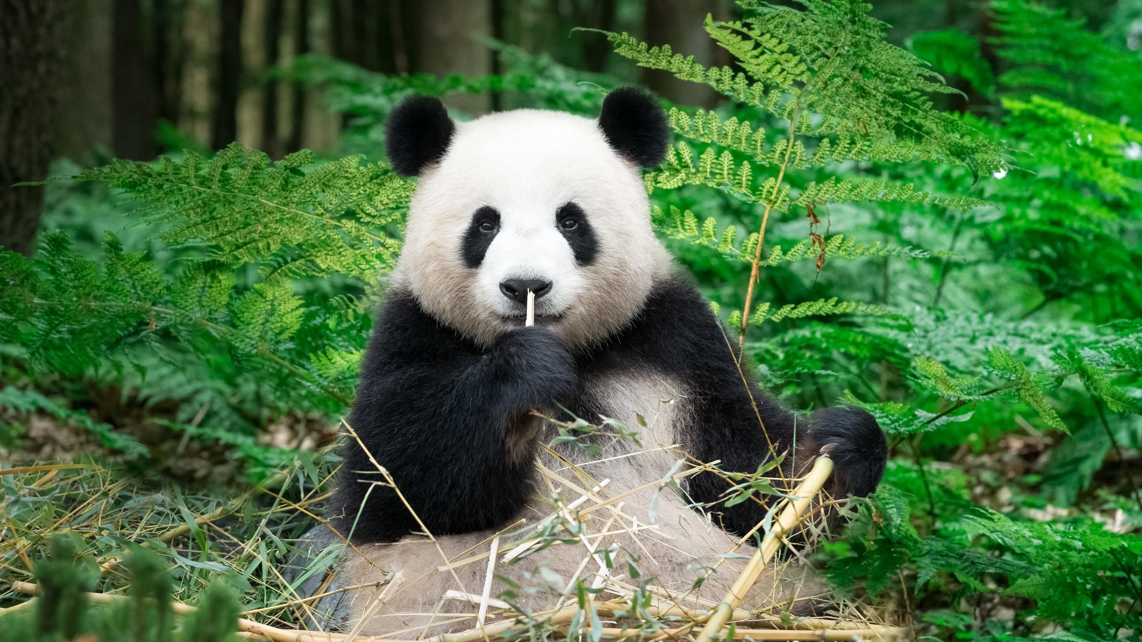 Marele tur al Chinei